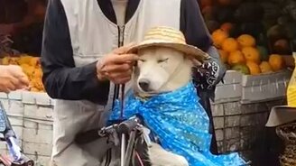 Заботливый собачник - смотреть видео (1:14)