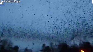 Пролетела стая скворцов... - смотреть видео (0:37)