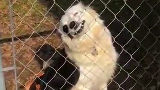 Осторожно, собака! - смотреть видео (0:07)