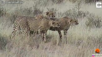 Четыре самки против одной - смотреть видео (1:38)