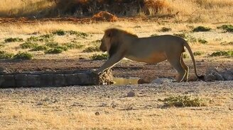 Лев боится замочить лапки - смотреть видео (1:21)