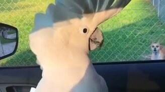 Какаду лает на собак - смотреть видео (0:48)