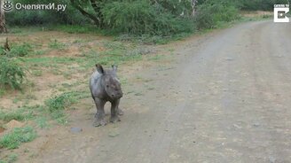 Носорожик против автомобиля - смотреть видео (1:08)
