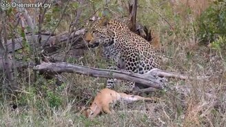 Провальная охота детёныша леопарда - смотреть видео (1:47)