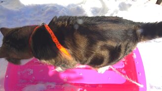 Мару катается на ледянке - смотреть видео (1:36)