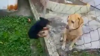 Собачка-скандалистка - смотреть видео (0:18)