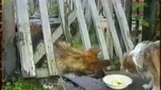 Это моя миска, говорю! - смотреть видео (0:33)