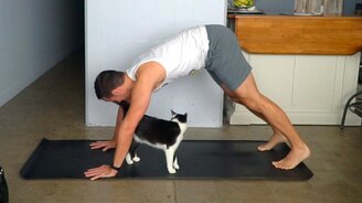 Йогин и его кошки - смотреть видео (3:32)