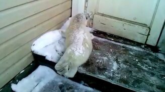 Потерявшийся тюленёнок - смотреть видео (0:35)