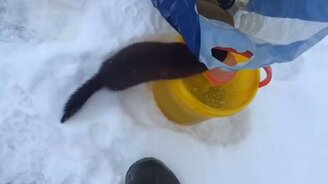 Угостил норку рыбой - смотреть видео (0:56)