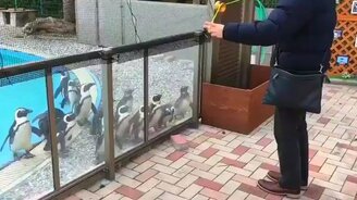 Представление с катушкой для пингвинов - смотреть видео (1:00)