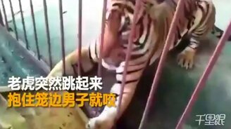 Бойся тигра в клетке - смотреть видео (0:20)