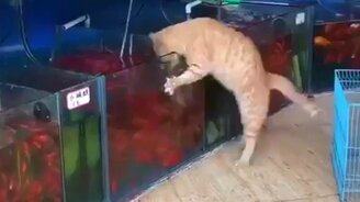 Нелегальный рыбак в магазине - смотреть видео (0:11)