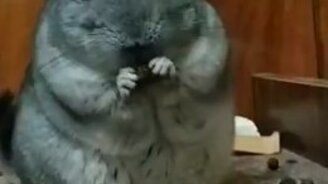 Шиншилла ест боярышник - смотреть видео (0:28)