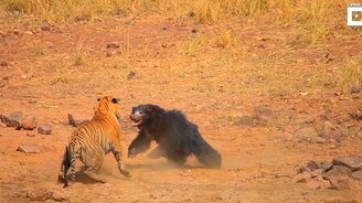 Медведица - настоящая мать - смотреть видео (3:04)