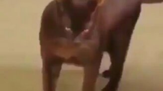 Кошачий взгляд, который сражает наповал - смотреть видео (0:36)