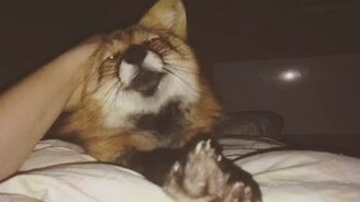 Ласкаем домашнюю лисичку - смотреть видео (1:00)