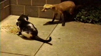 Несмелая лиса и жадный кот - смотреть видео (1:00)