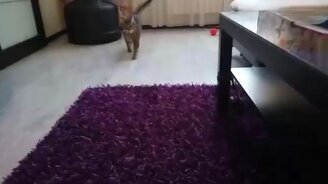 Кошечка, апорт! - смотреть видео (1:05)