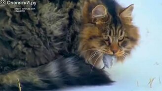 Кошки в зимнюю пору - смотреть видео (1:10)