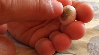 Вылупление попугая - смотреть видео (3:25)