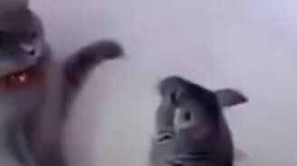 Шиншилла против котёнка - смотреть видео (0:42)