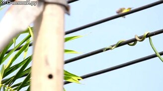 Змея на проводах - смотреть видео (2:43)