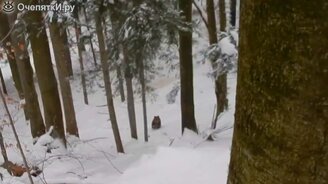 Спас медведей от волков - смотреть видео (1:59)