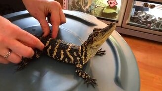 Ласка для крокодильчика - смотреть видео (0:30)