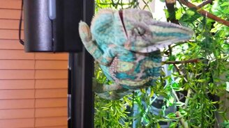 Как злится хамелеон - смотреть видео (2:09)