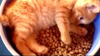 Котёнок купается в еде - смотреть видео (0:45)