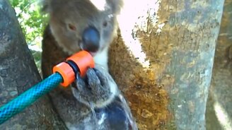 Коала утоляет жажду - смотреть видео (1:00)