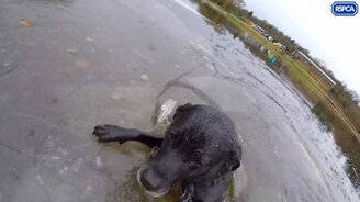 Спасение лабрадора изо льда на реке - смотреть видео (1:50)