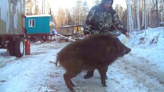 Как приручить дикого кабана - смотреть видео (1:25)