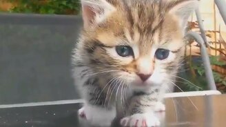 Песня в исполнении кошек и собак - смотреть видео (1:13)