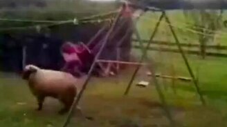 Тренировка Боевого Барана - смотреть видео (0:17)