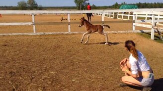 Первый выход из конюшни - смотреть видео (5:19)