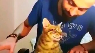 Мелодия для кота - смотреть видео (0:51)