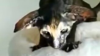 Котёнок - летучая мышь - смотреть видео (0:10)