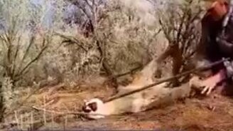 Спасение пумы из капкана - смотреть видео (0:43)