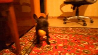 Бульдог и картофелина - смотреть видео (0:46)