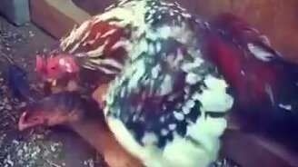 Устал после удовольствия - смотреть видео (0:18)