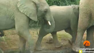 Везучая черепаха - смотреть видео (1:20)