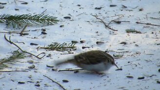 Симпатичная пищуха - смотреть видео (1:29)