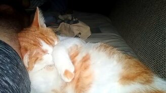 Кот храпит во сне - смотреть видео (0:15)