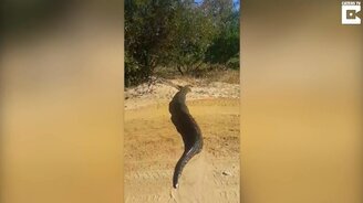 Змея переползает дорогу - смотреть видео (0:32)