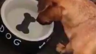 Заколдованная кость - смотреть видео (0:20)