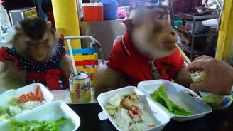 Обезьянки обедают - смотреть видео (1:05)