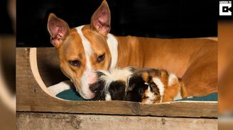 Дружба пса и морских свинок - смотреть видео (0:49)