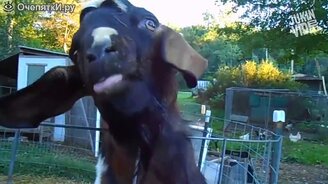 Кричащие козлы и козлята - смотреть видео (3:05)